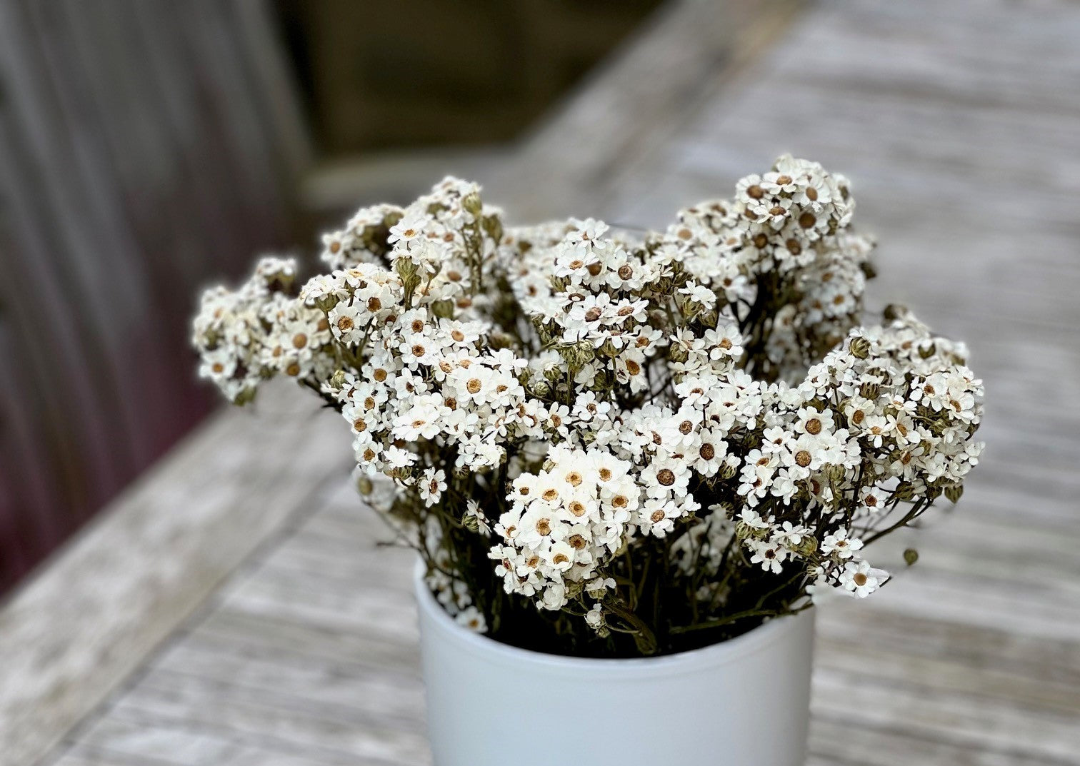 Explore the Elegance of Dried Daisies with Corsage Creations by Douthwaites