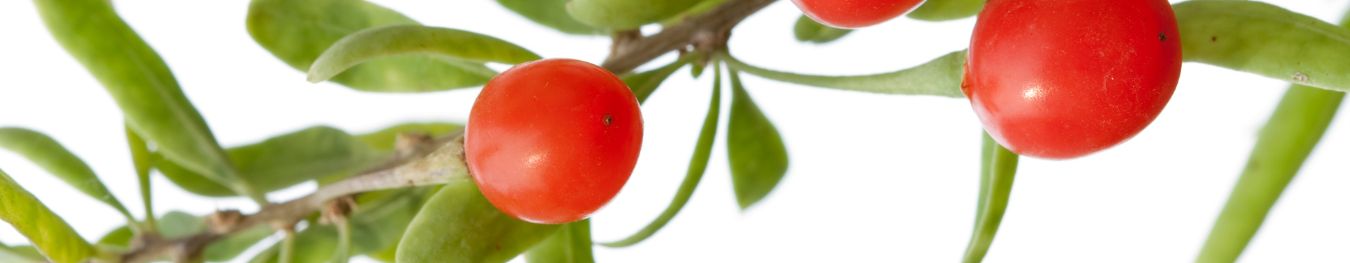 Berry Stems