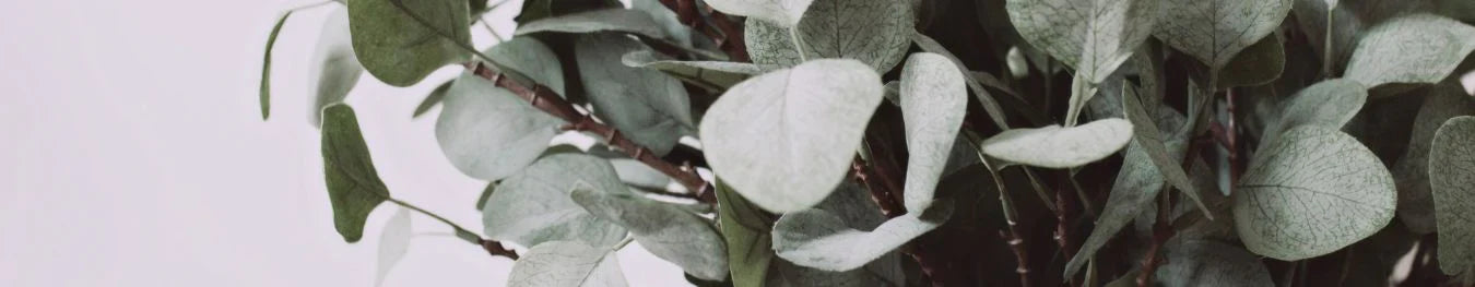 Dried & Preserved Foliage Stems