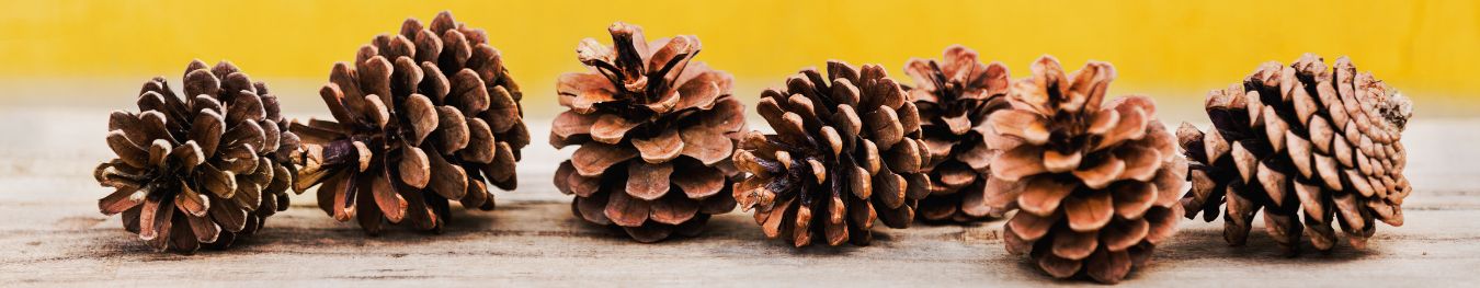 Feathers, Leaves & Pinecones