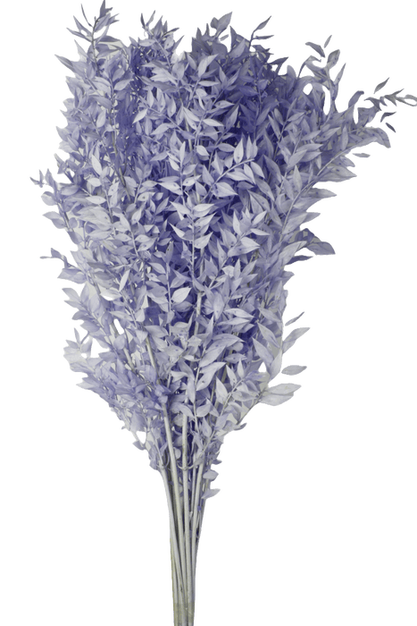 Preserved Ruscus - Blue (70-80cm long)