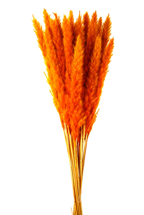 Pluma Decorativa - Orange (50/60cm long, approx. 20pcs per pk)