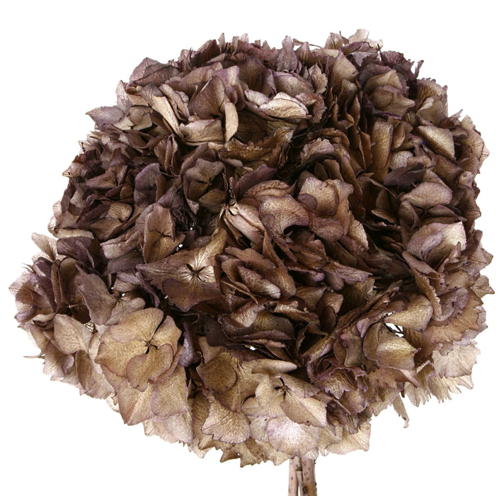 Preserved Hydrangeas - Taupe (approx. 35cm long)