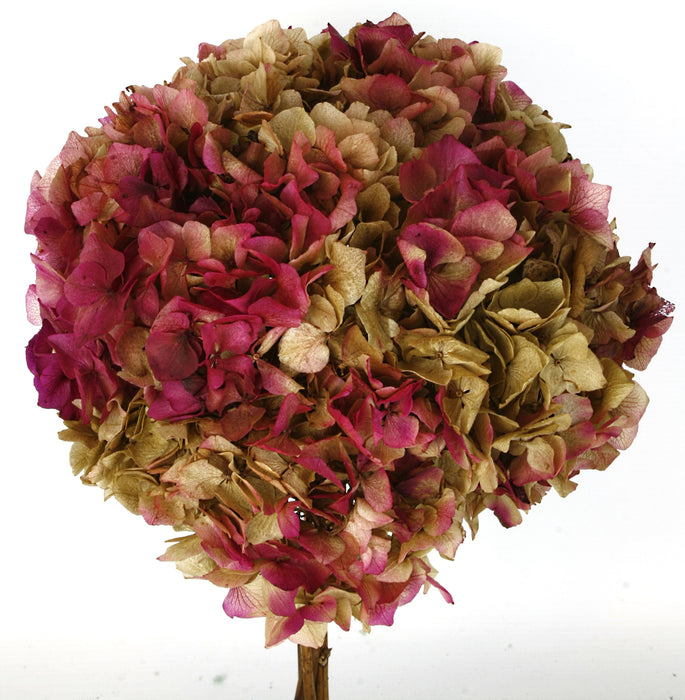 Preserved Hydrangeas - Natural/Cerise (approx. 35cm long)