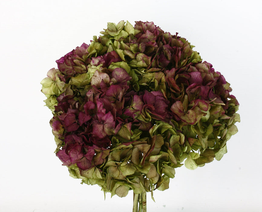 Preserved Hydrangeas - Green/Dark Pink (approx. 35cm long)