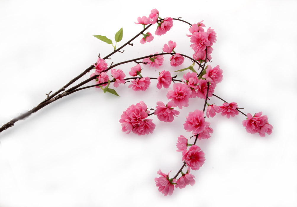 Large Cherry Blossom Spray - Cream (95cm Long)