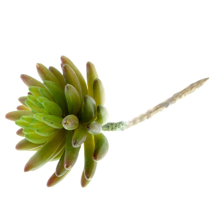 Liveforever Succulent - Green (11cm diameter, 14cm Long)