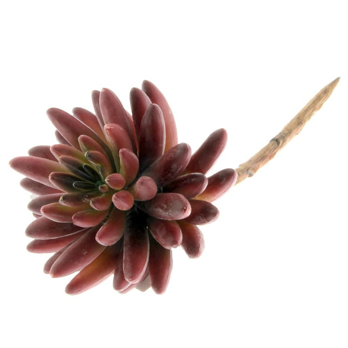 Liveforever Succulent - Red (11cm diameter, 14cm Long)