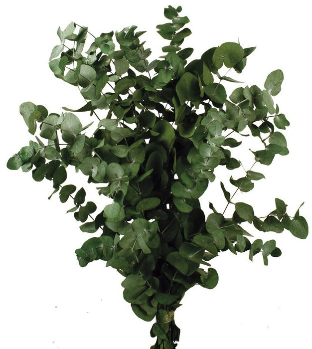 Preserved Spiral Eucalyptus - Green (150g per pack, 50-80cm tall)