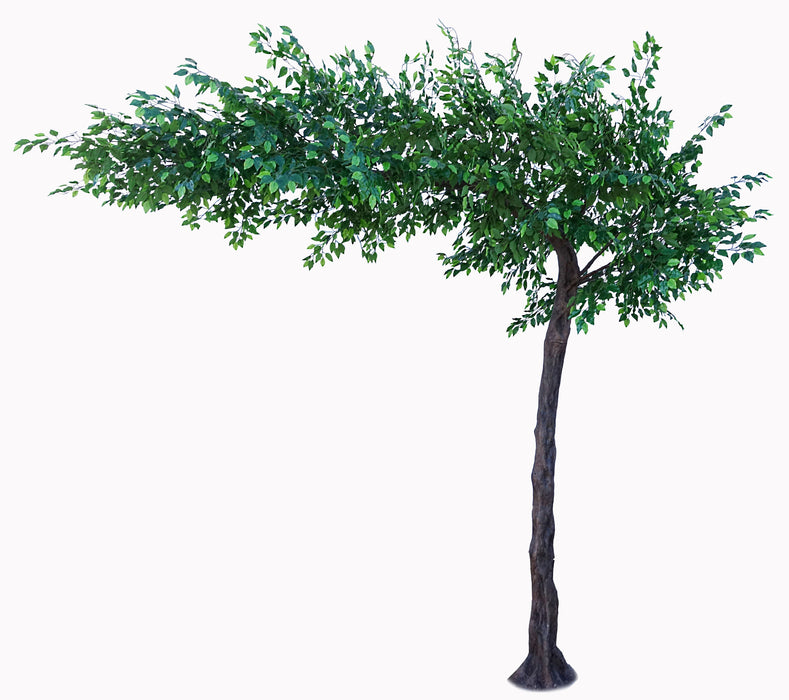 Canopy Ficus Tree - Зеленый (высота 3,1 м)