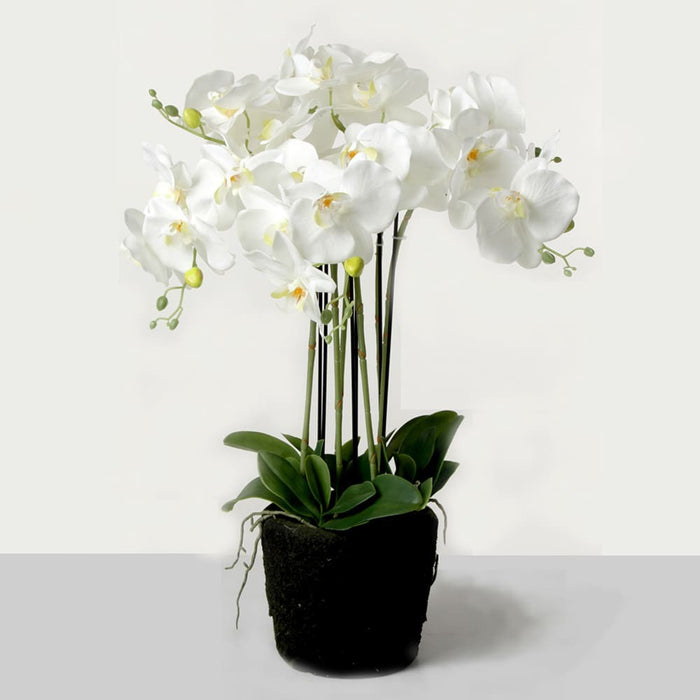 Real touch orchids in moss pot - white (60cm tall, 6 stems)