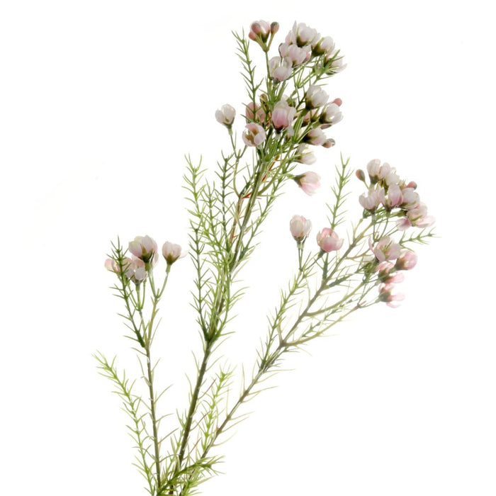 Wax Flower Spray - Light Pink (77cm long)