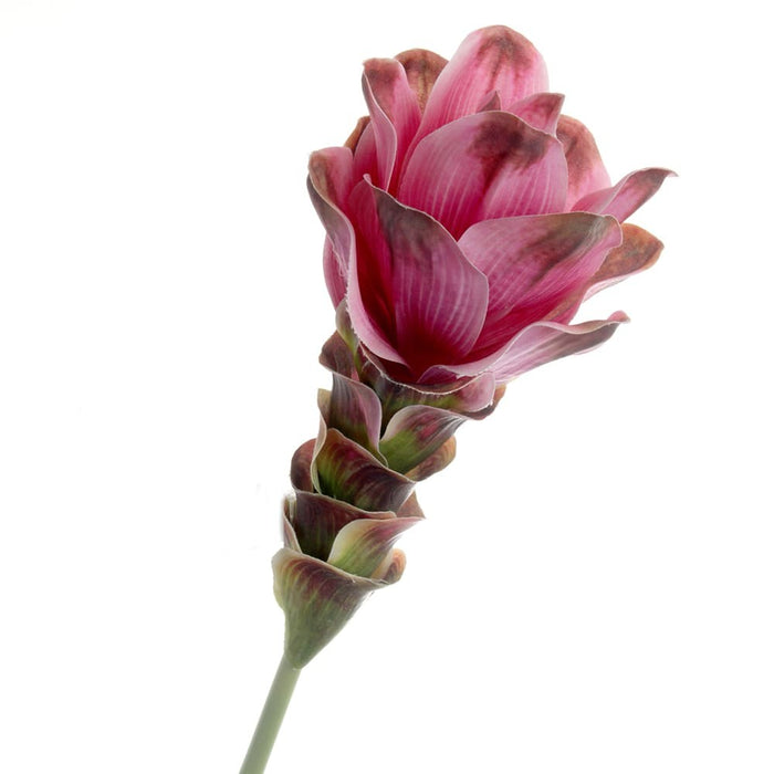 Curcuma - Pink (63cm long)