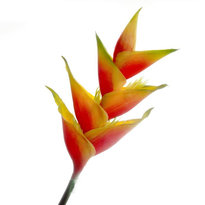 Heliconia Stem - Natural (91cm long)