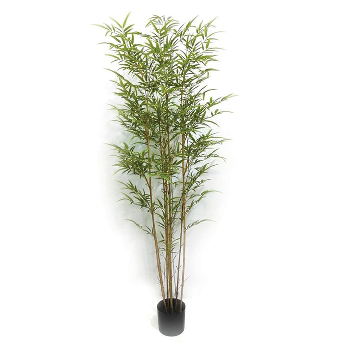 Potted Bamboo Tree - Natural (180cm tall)