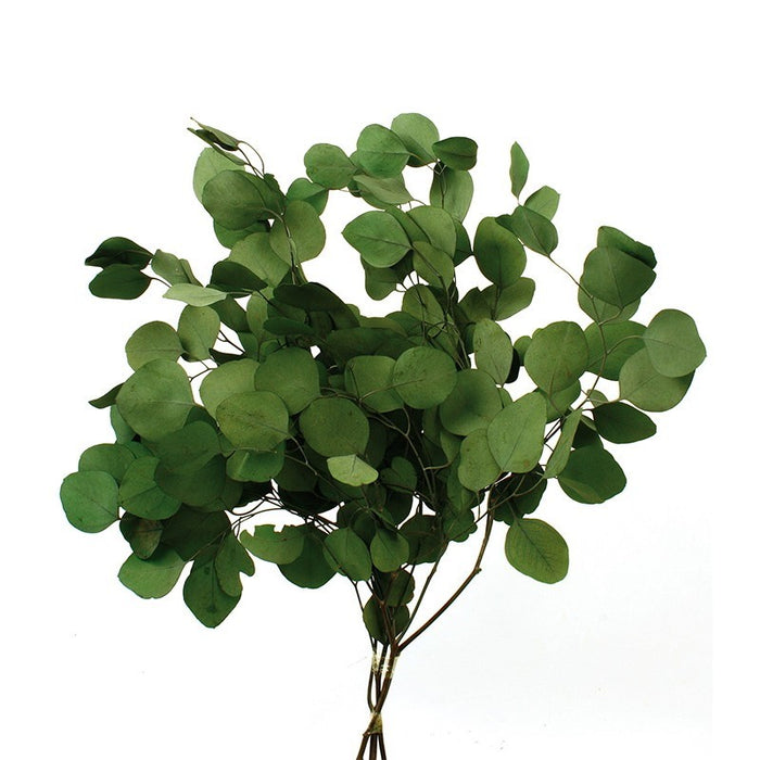 EUCALYPTUS BABY GREEN 60 - 75CM