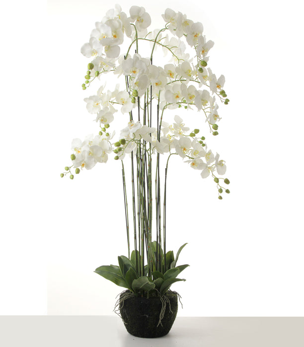 Real touch orchids in moss pot - white (150cm tall, 13 stems)