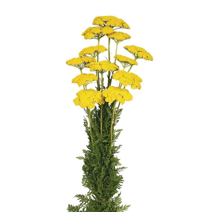 Achillea Filipendulina - Натуральный (100г)