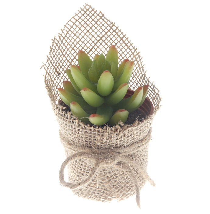 Potted Liveforever Succulent - Green (14cm long)