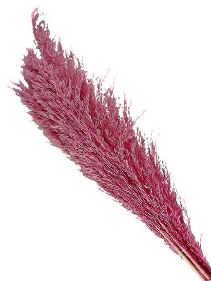 Cana Silvestre - Pink (approx. 90cm long, approx. 6pcs per pk)