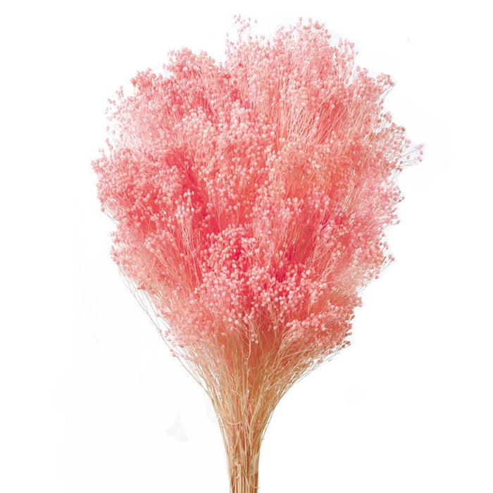 Preserved Broom Blooms - Light Pink (50cm tall, 100g)