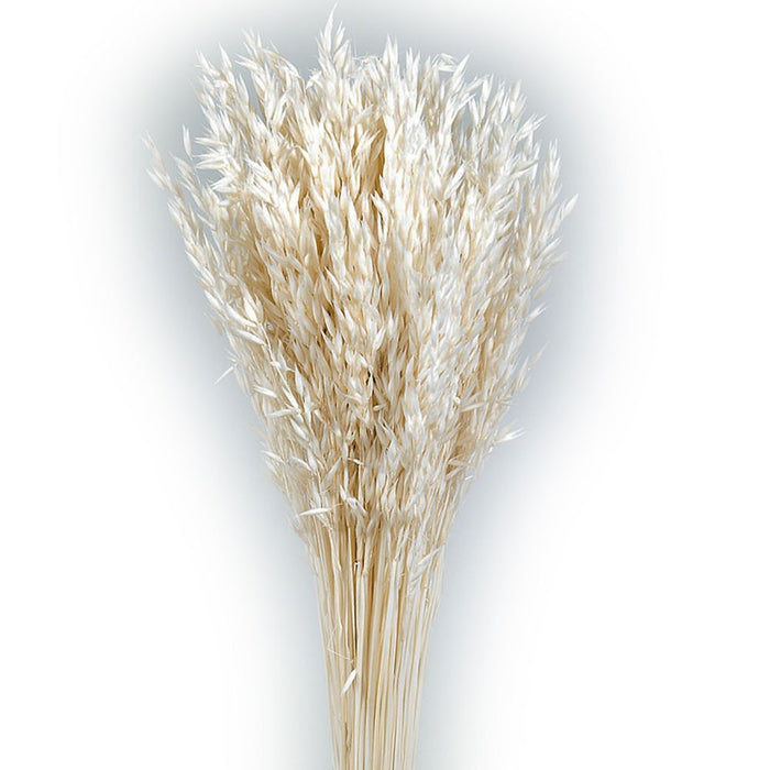 Avena Sativa - White (80cm tall, 200g)