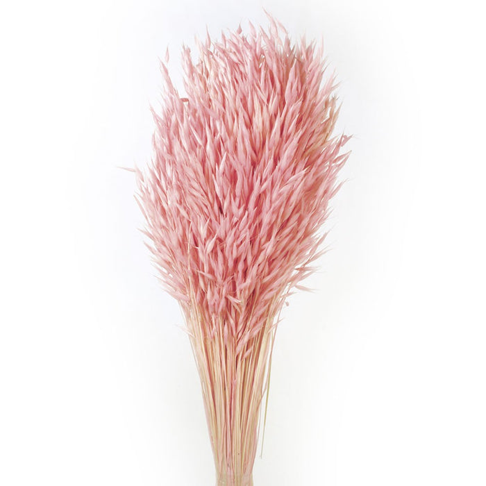 Avena Sativa - Light Pink (80cm tall, 200g)