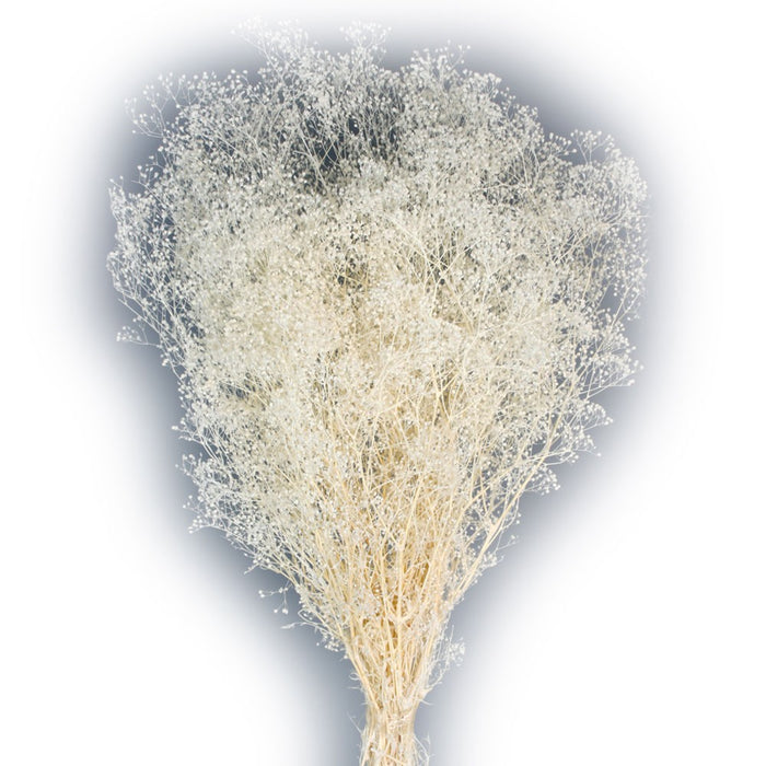 Preserved Gypsophilia Mini - White (40/50cm tall, 100g per pk)