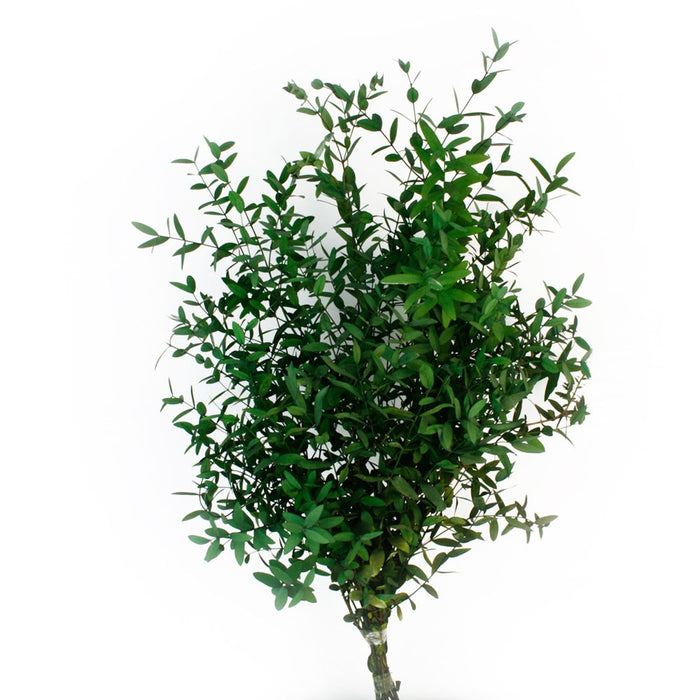 Preserved Eucalyptus Parvifolia - Green (150g per pk)