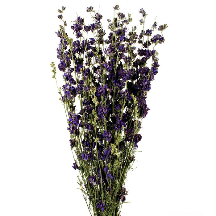 Delphiniums - Purple (70cm tall)