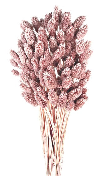 Phalaris — Antique Mauve (длина 80 см, 150 г в упаковке)