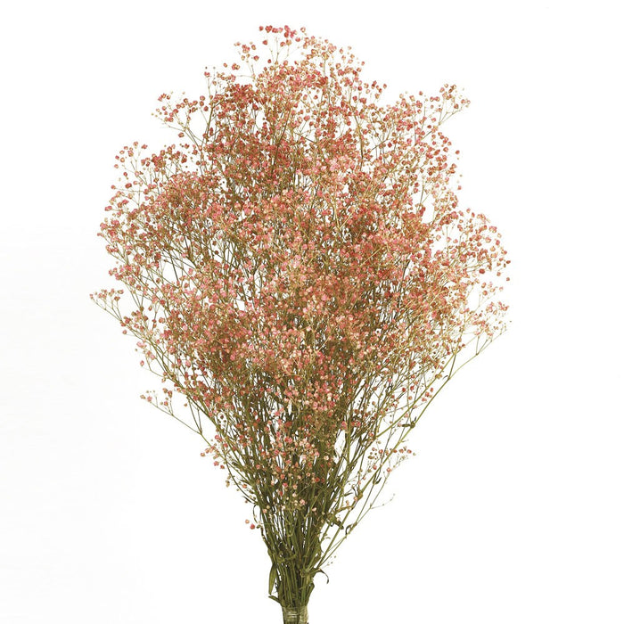 Preserved Gypsophila - Pink/Natural (100g per pack, 60cm long)