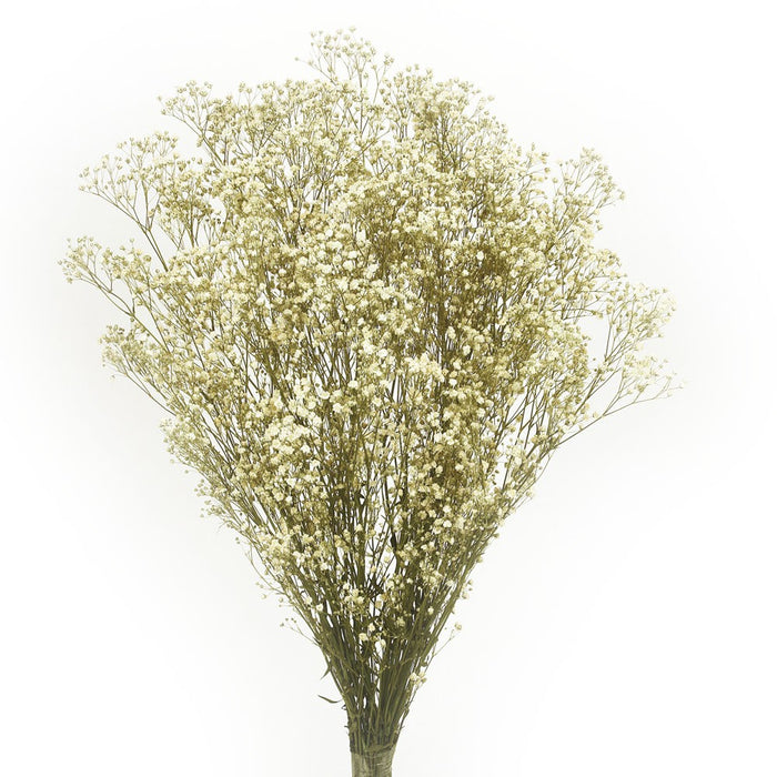 Preserved Gypsophila - Natural (100g per pack, 60cm long)