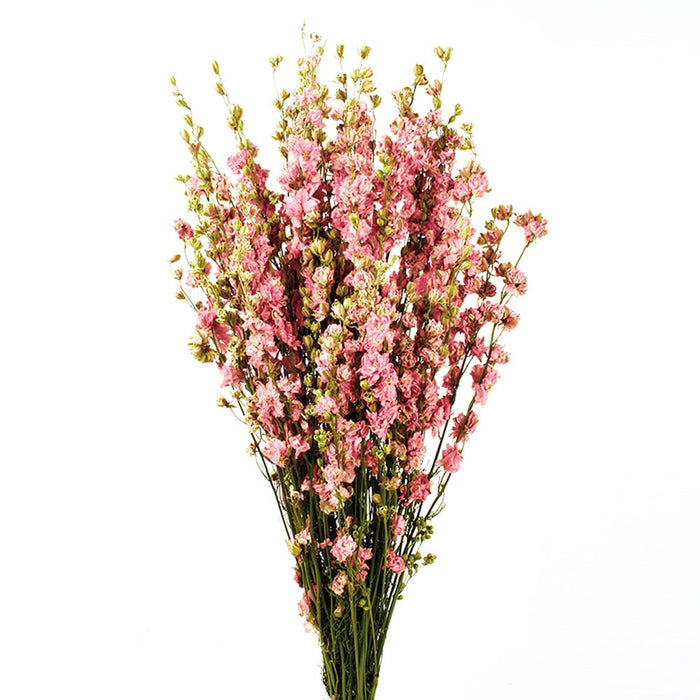 Delphiniums - Pink (70cm tall)