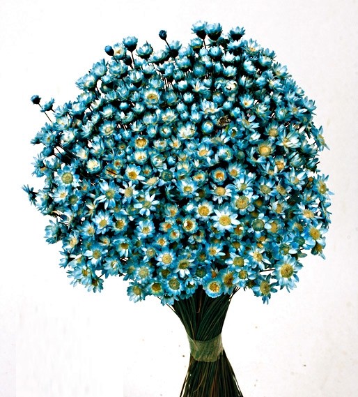 Glixia - Blue (50cm tall, 50g)