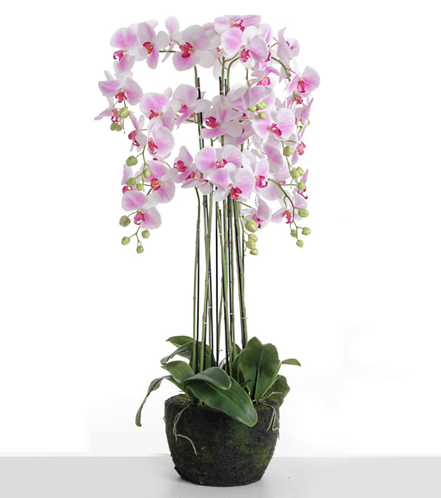 Real touch orchids in moss pot - white (110cm tall, 9 stems)