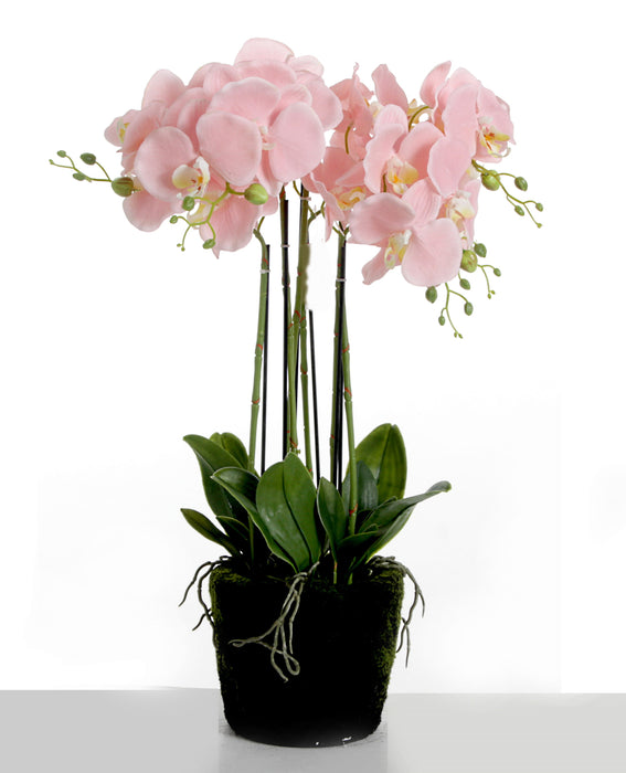 Real touch orchids in moss pot - white (60cm tall, 6 stems)