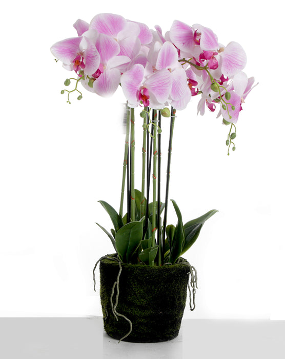 Real touch orchids in moss pot - white (60cm tall, 6 stems)