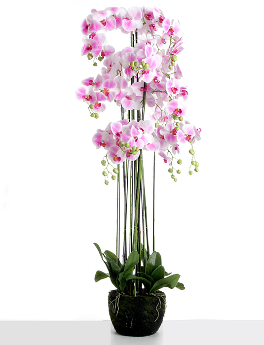 Real touch orchids in moss pot - white (150cm tall, 13 stems)