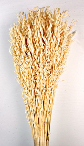 Avena Sativa - White (80cm tall, 200g)