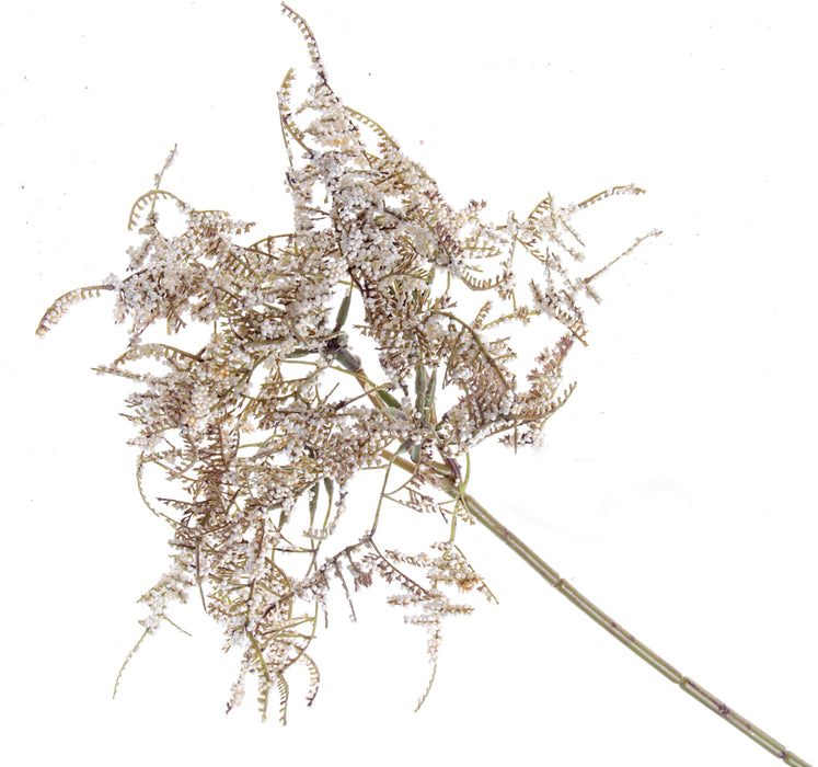 Limonium Bush - Cream (45cm long)