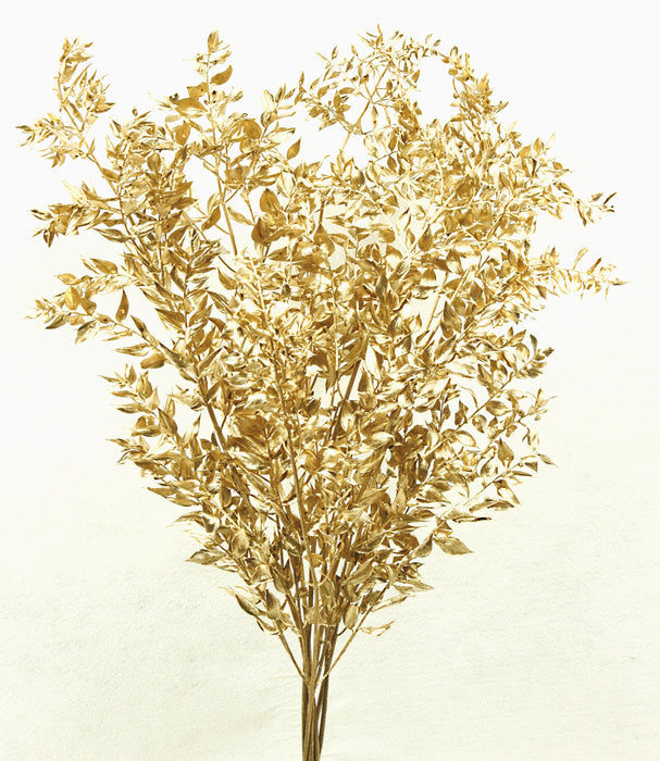 Preserved Ruscus - Gold (70-80cm long)