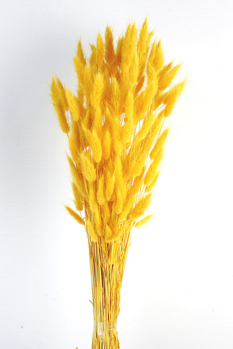 Lagurus - Yellow (60cm long)