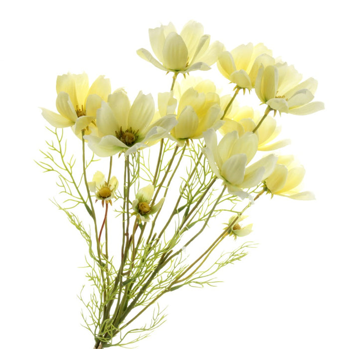 Coreopsis Bundle - Cream (3 stems, 62cm long)