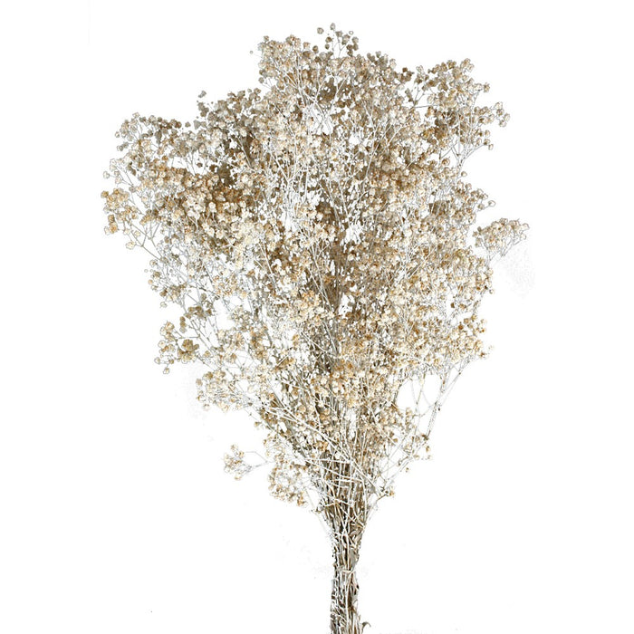 Preserved Gypsophila - Dusty White (100g per pack, 60cm long)