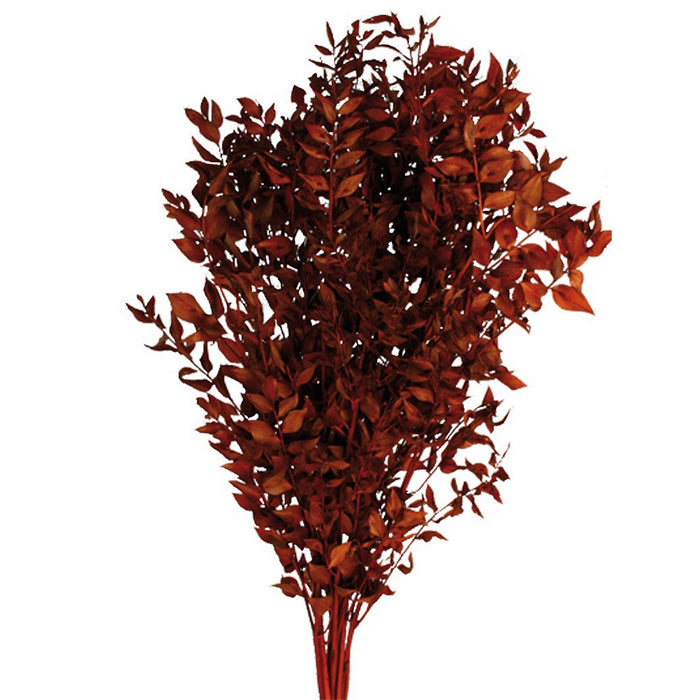 Preserved Ruscus - Orange (70-80cm long, 100g)