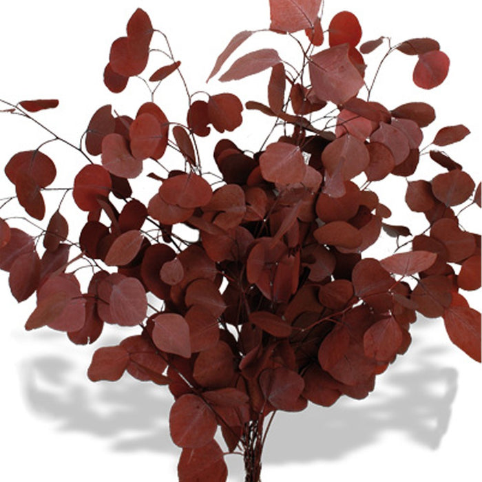 Preserved Populus Eucalyptus - Burgundy (150g per pack, 60cm tall)