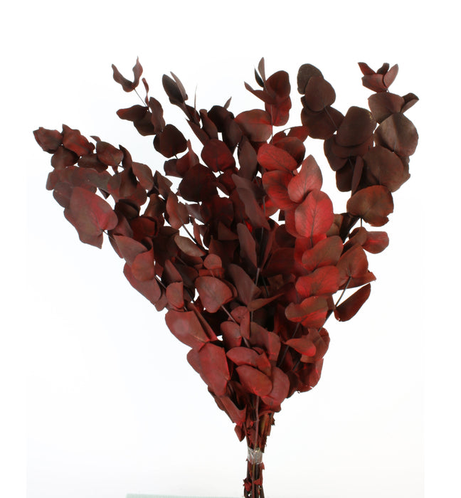 Preserved Vintage Spiral Eucalyptus - Vintage Burgundy/Red (150g per pack, 50-80cm tall)