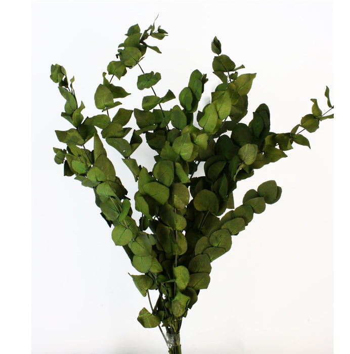 EUCALYPTUS BABY GREEN 60 - 75CM