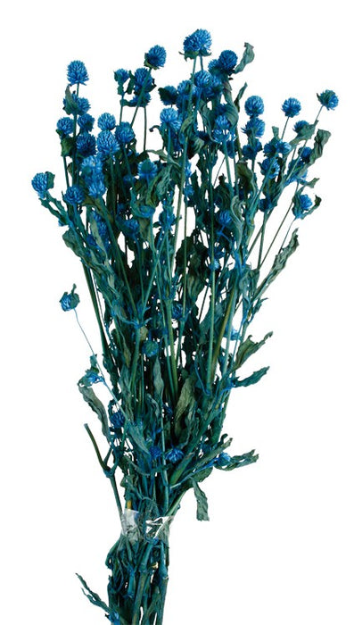 Preserved Gomphrena - Blue (70cm tall)